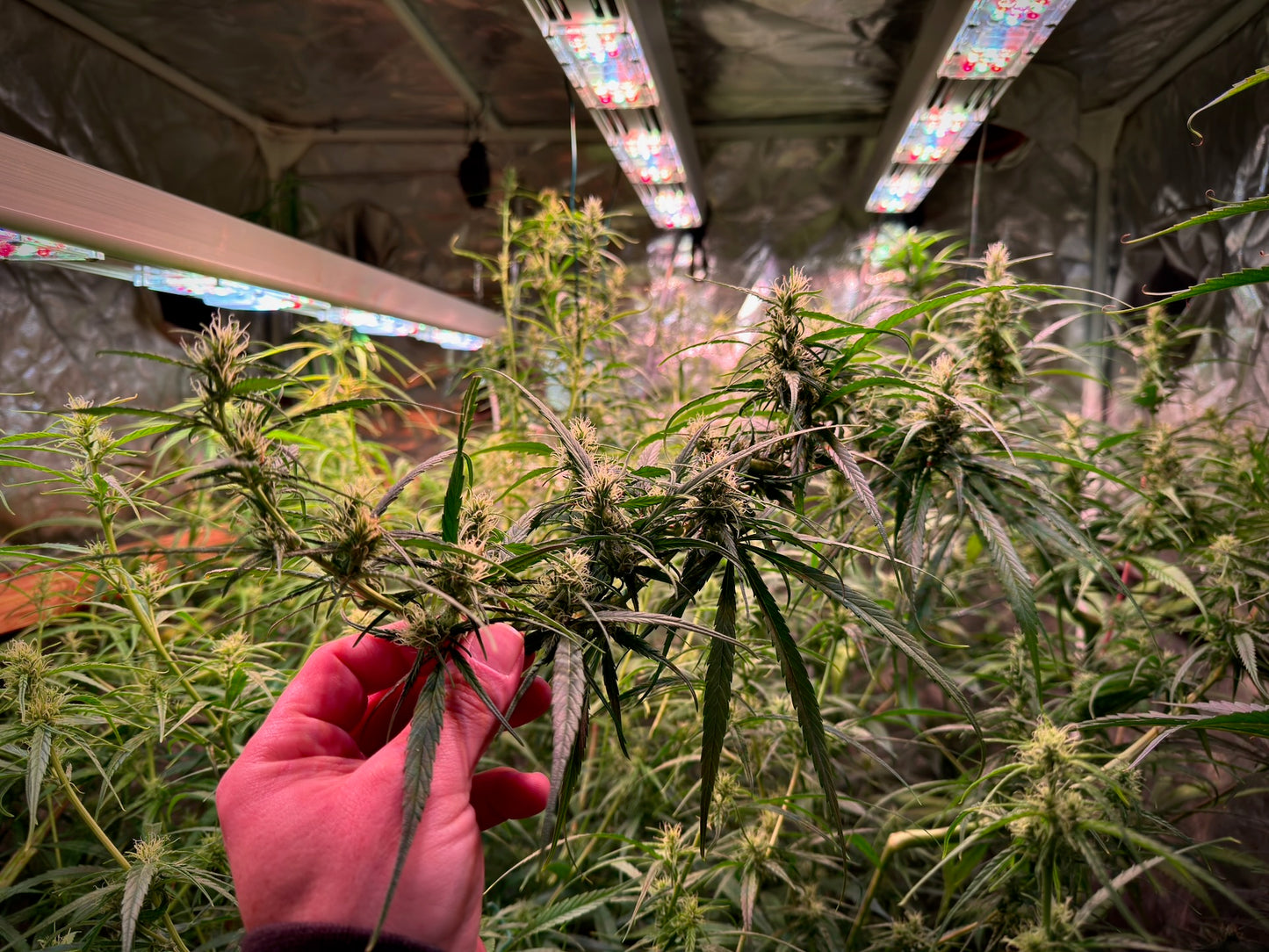 ThaiHaze Purple Pheno × Original Haze ’90 Selected Male