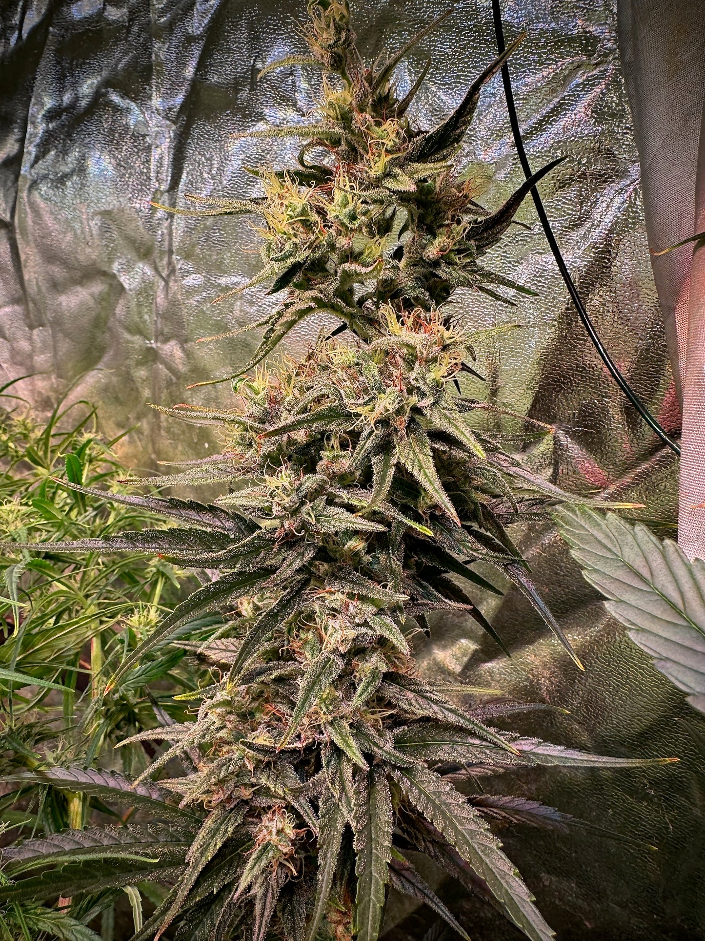 Jack Herer (Sensi Seeds ’90) / Original Haze × Original Haze ’90 Selected Male