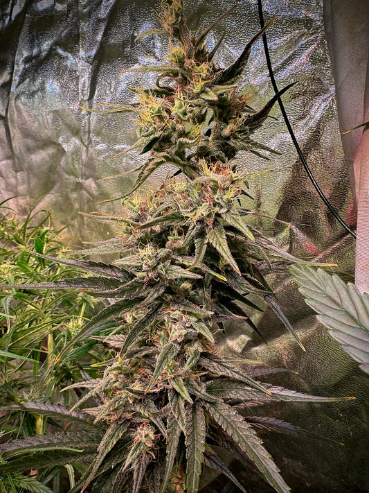 Jack Herer (Sensi Seeds ’90) / Original Haze × Original Haze ’90 Selected Male