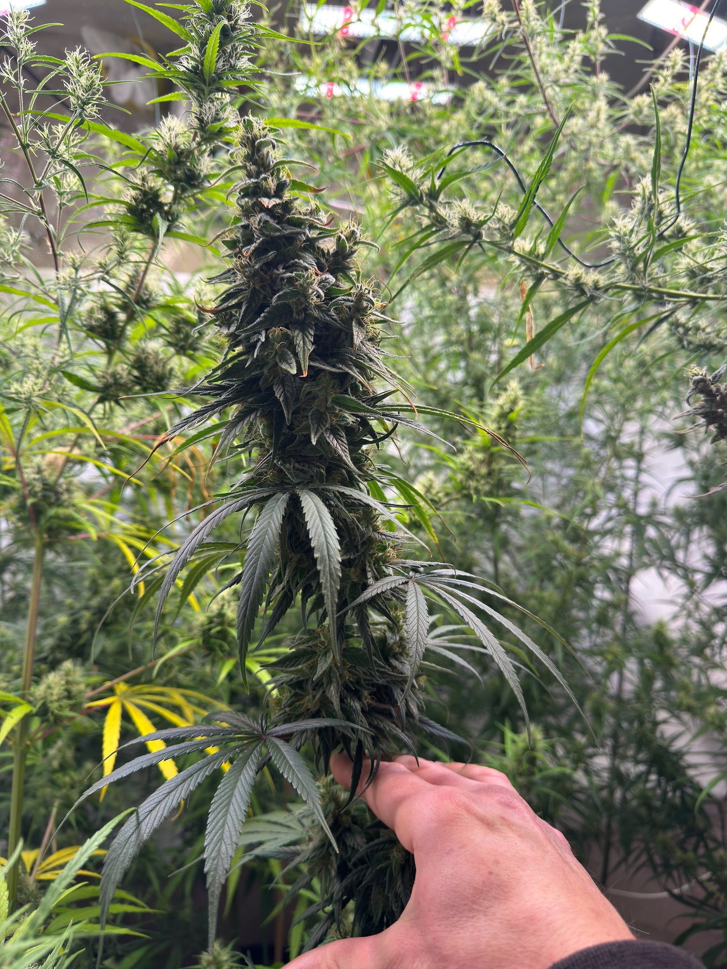 Blueberry (DJ Short) x Original Haze 90' selected male