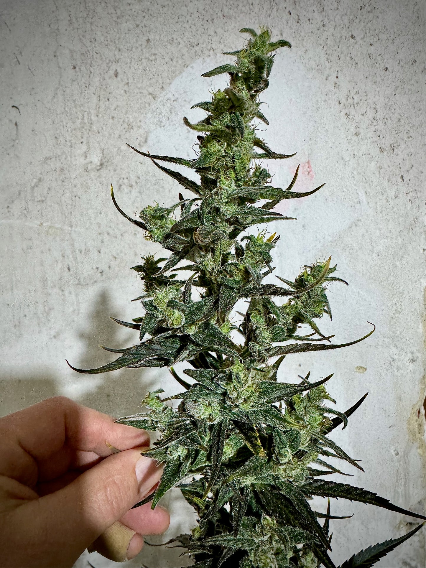 Blue Velvet (DJ Short) x Original Haze 90' selected male