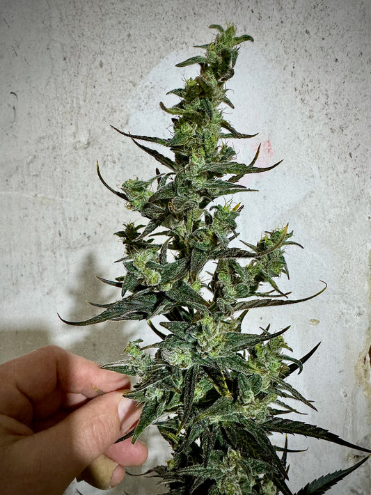Blue Velvet (DJ Short) x Original Haze 90' selected male