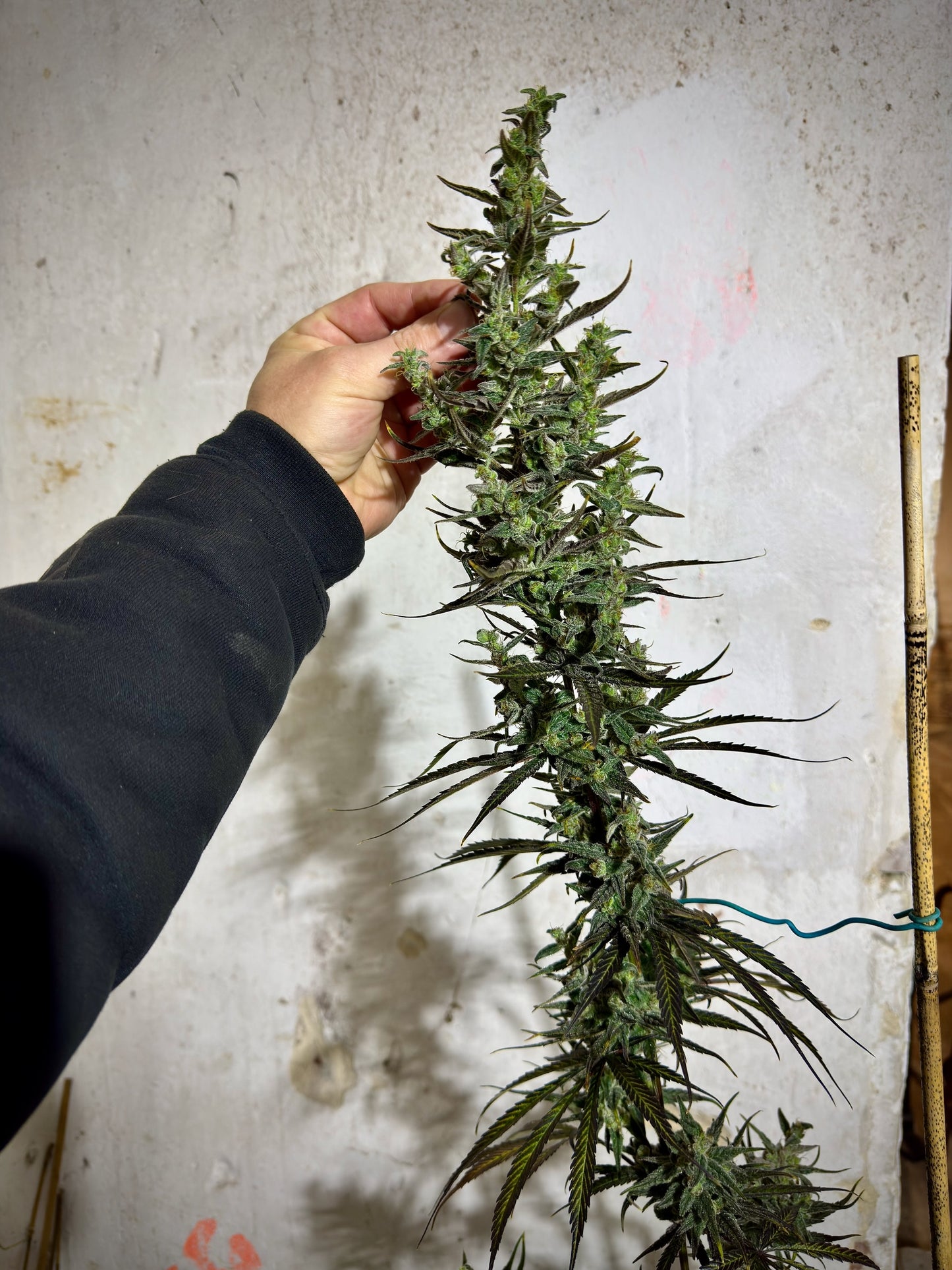 Blue Velvet (DJ Short) x Original Haze 90' selected male