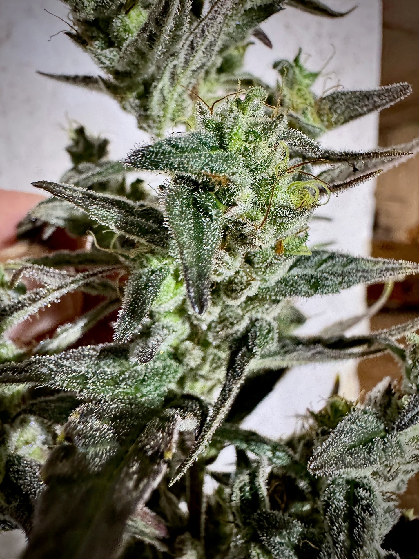Blue Velvet (DJ Short) x Original Haze 90' selected male
