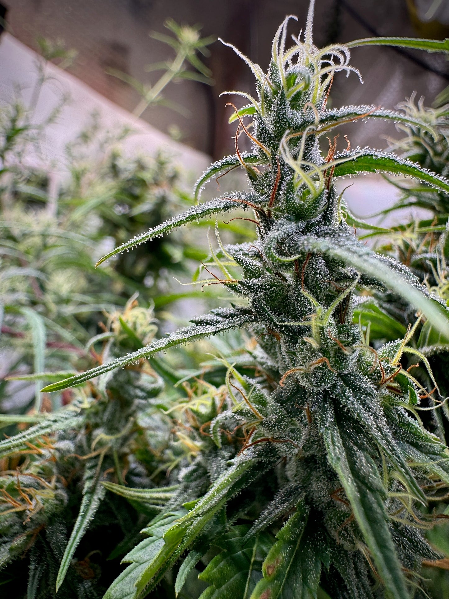 Jarilla de Sinaloa – CannaBioGen Reproduction