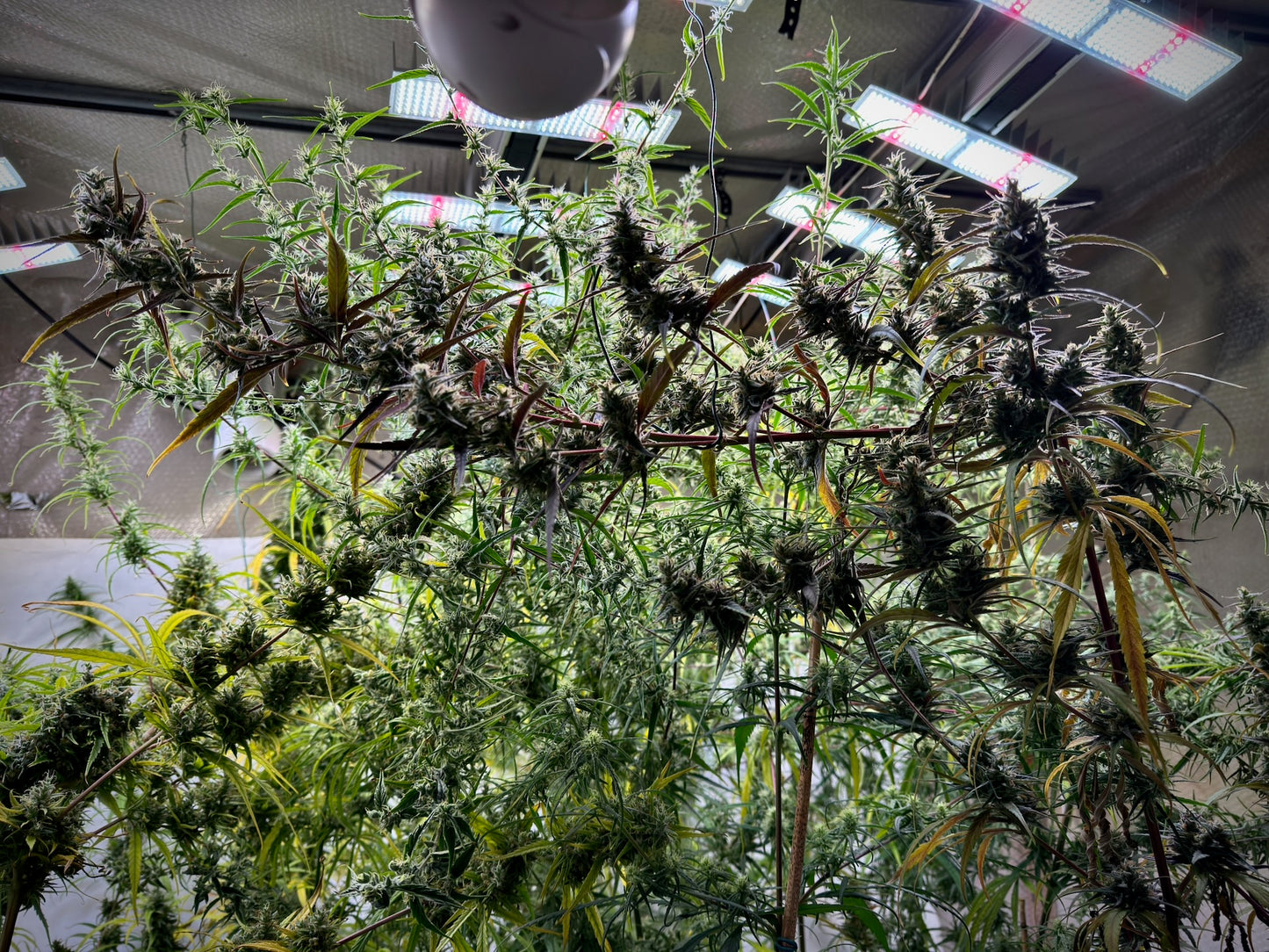 ThaiHaze Purple Pheno × Original Haze ’90 Selected Male