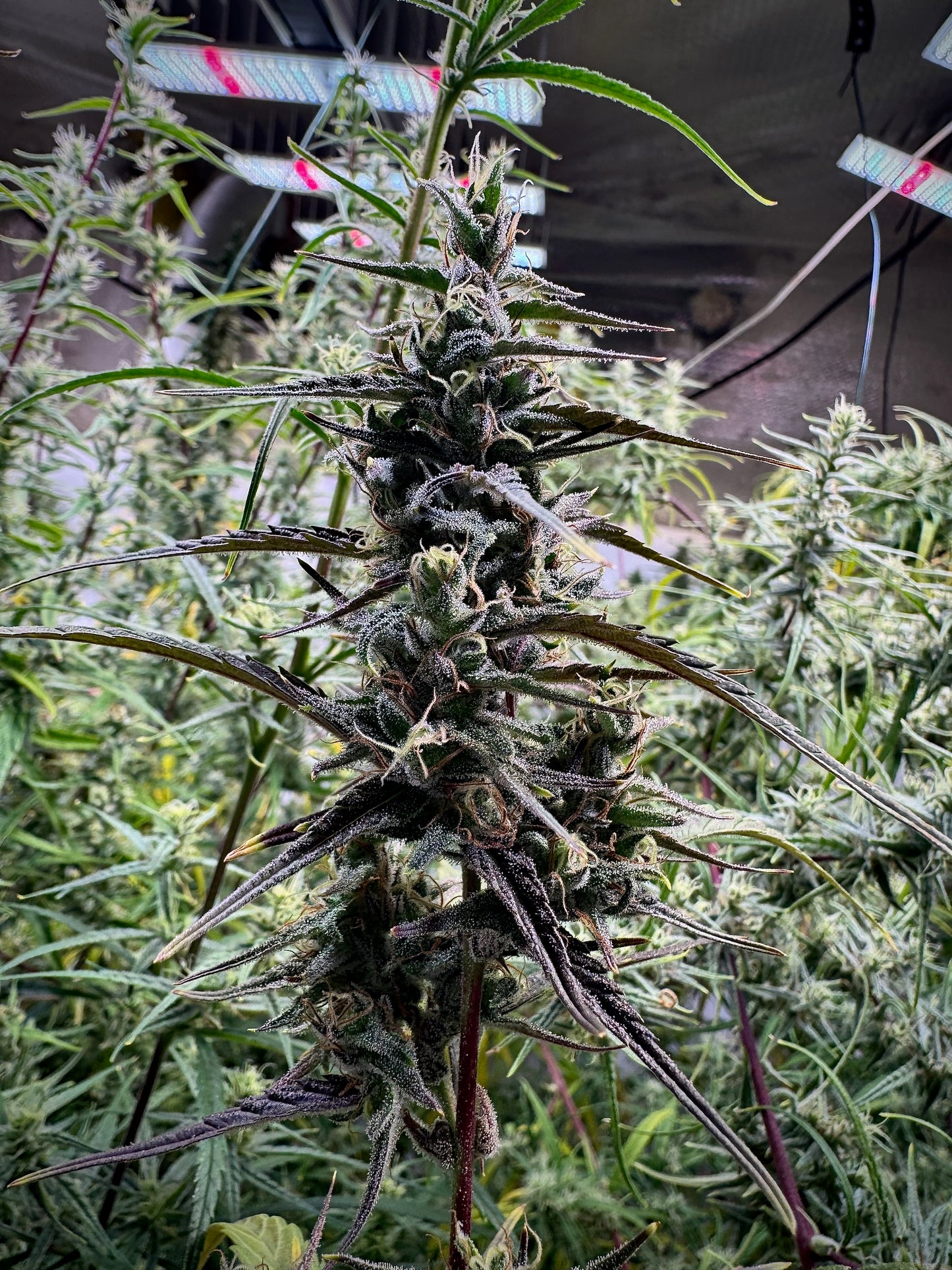 ThaiHaze Purple Pheno × Original Haze ’90 Selected Male