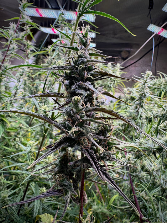 ThaiHaze Purple Pheno × Original Haze ’90 Selected Male