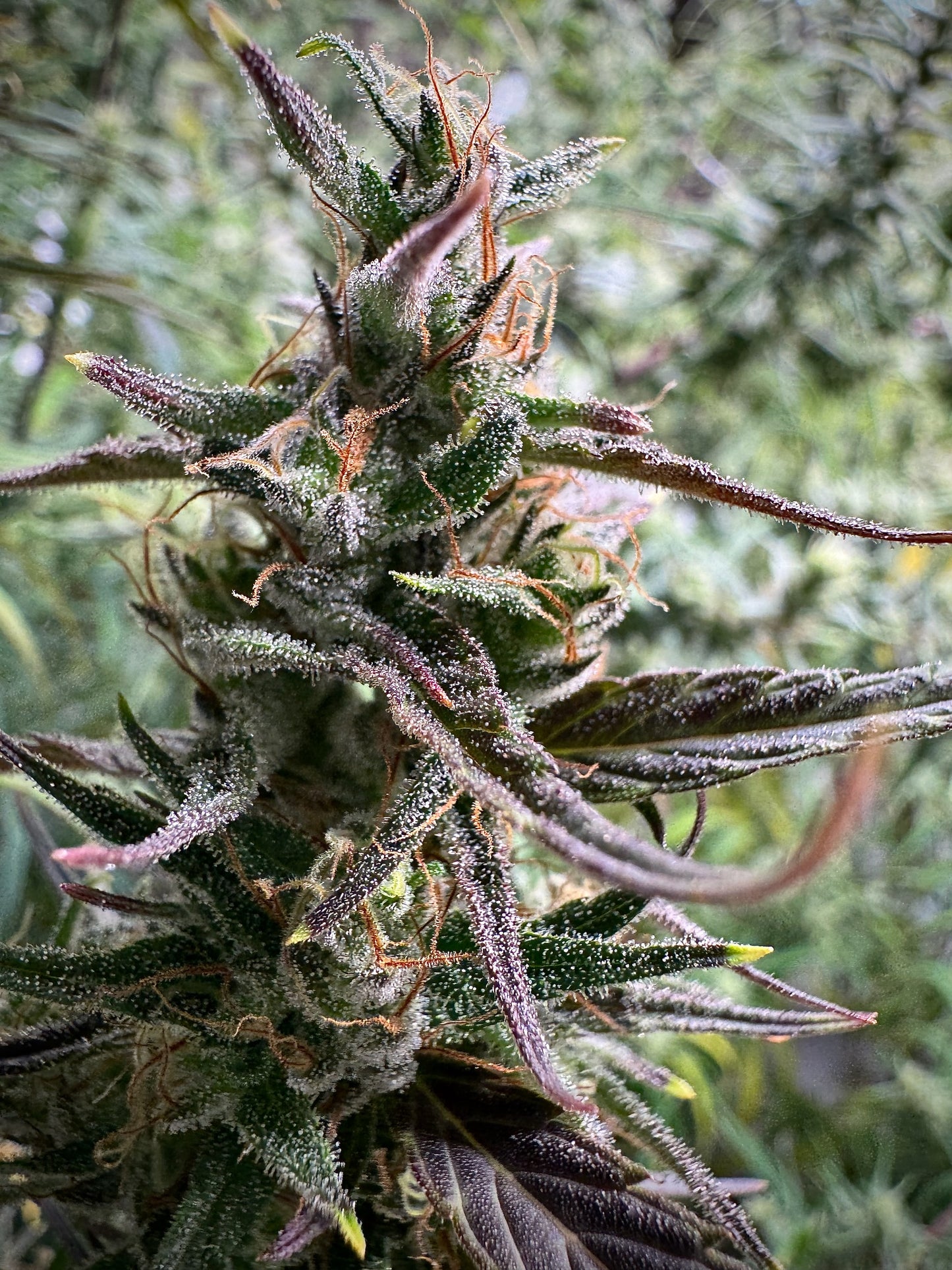 ThaiHaze Purple Pheno × Original Haze ’90 Selected Male