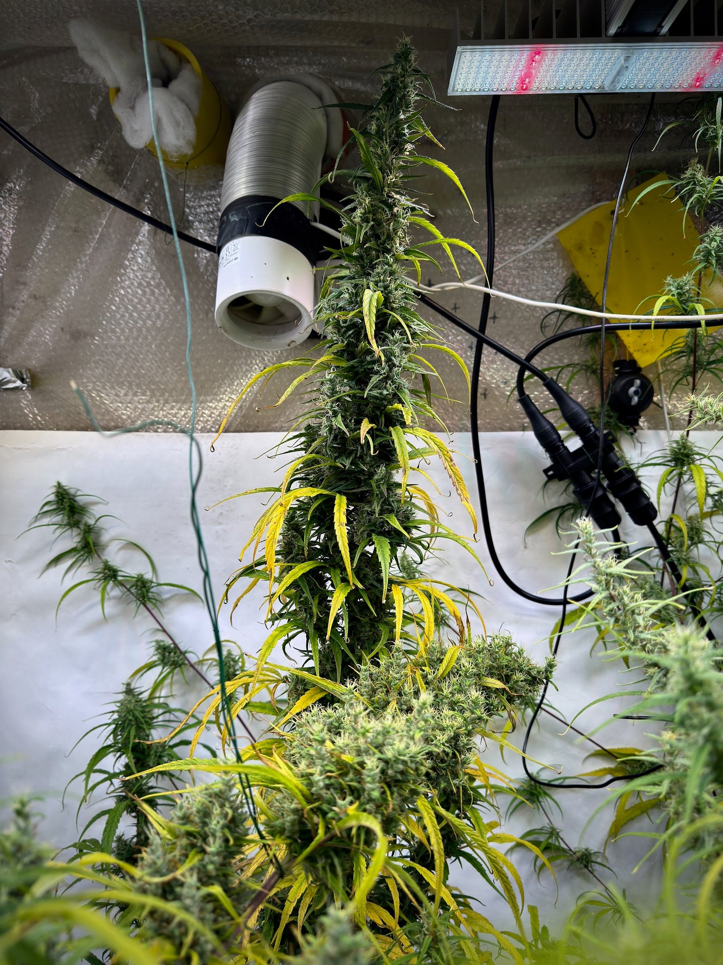 Punto Rojo Haze x Original Haze 90' selected male