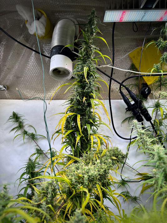 Punto Rojo Haze x Original Haze 90' selected male