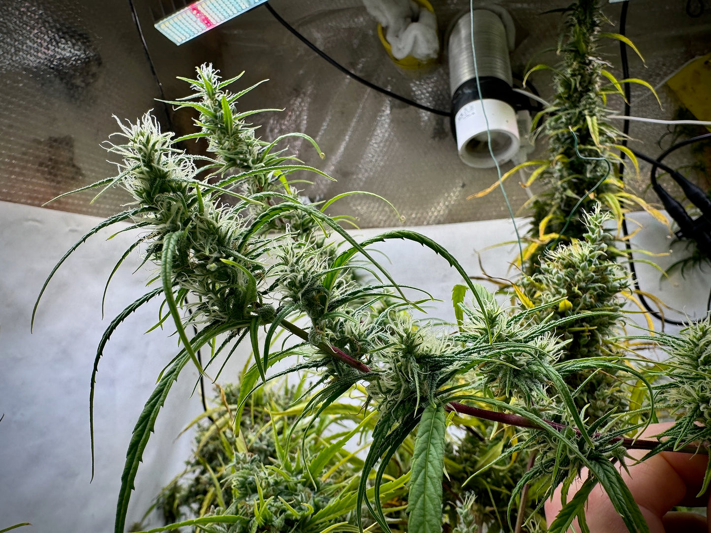 Oaxacan Haze – Oaxacan × Original Haze ’90 Selected Male