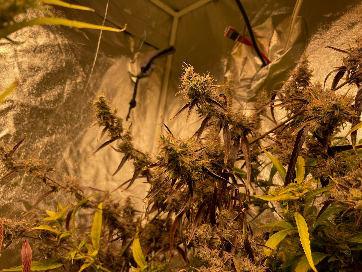 Colombian Santa Marta x Original-Haze