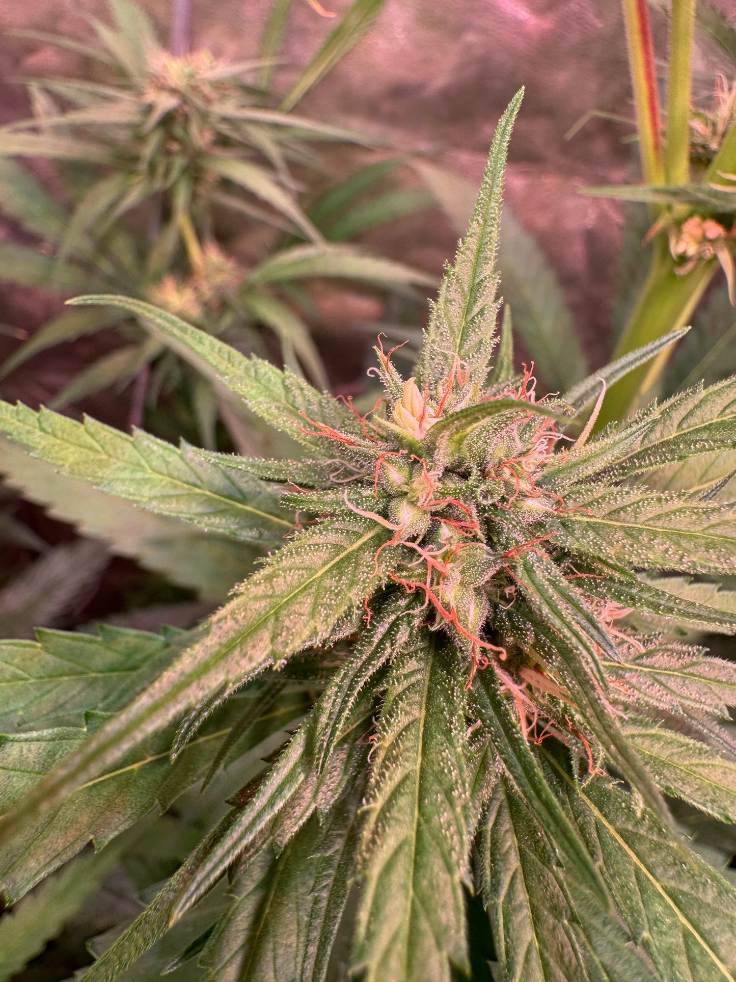 Manga Rosa 🥭🔥🇧🇷