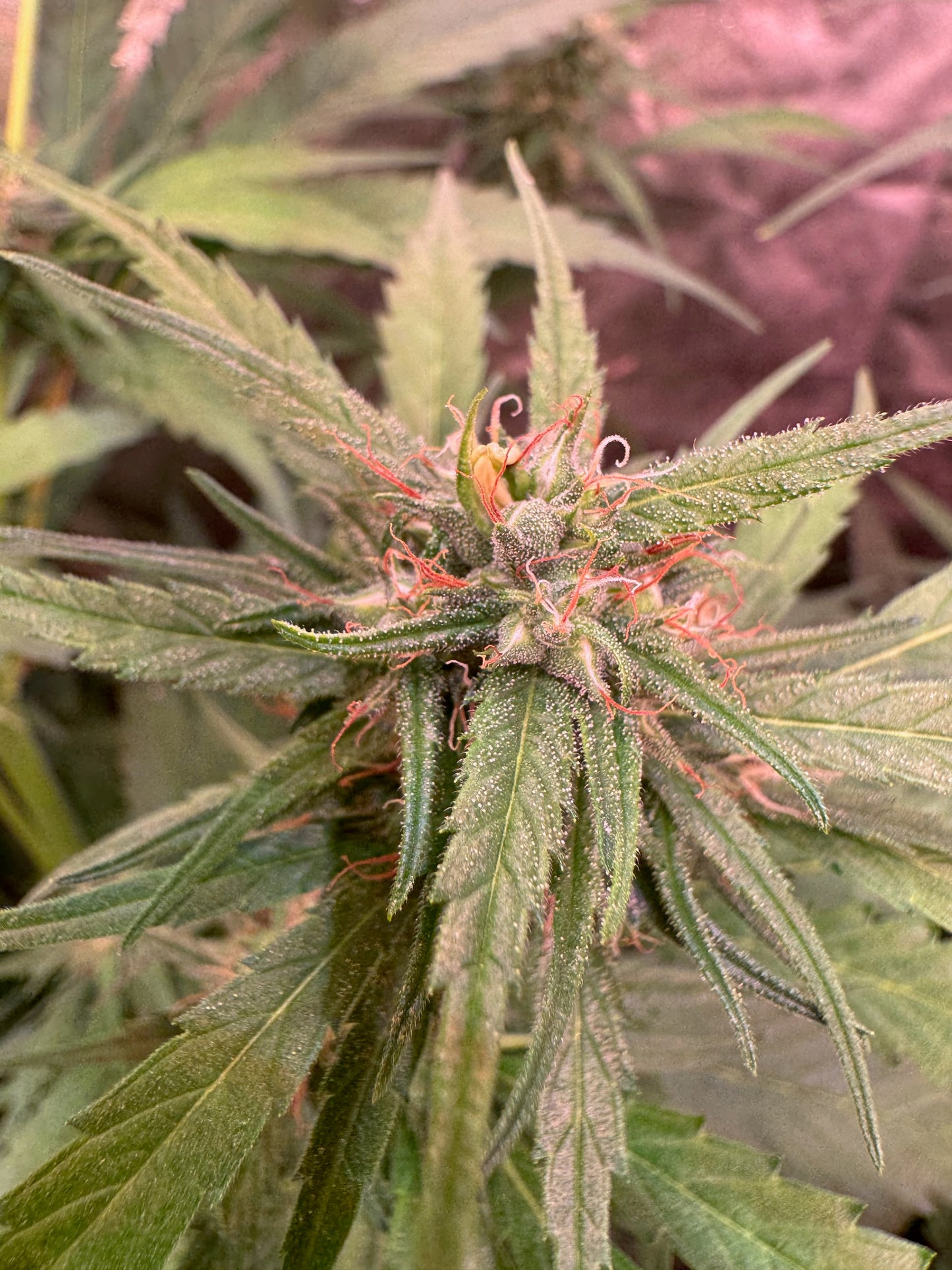 Manga Rosa 🥭🔥🇧🇷