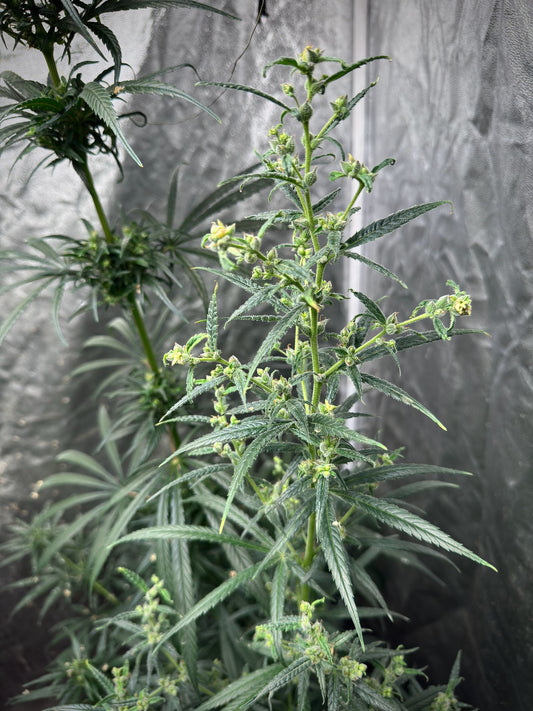 Oaxacan – “Pearls on String” Phenotype