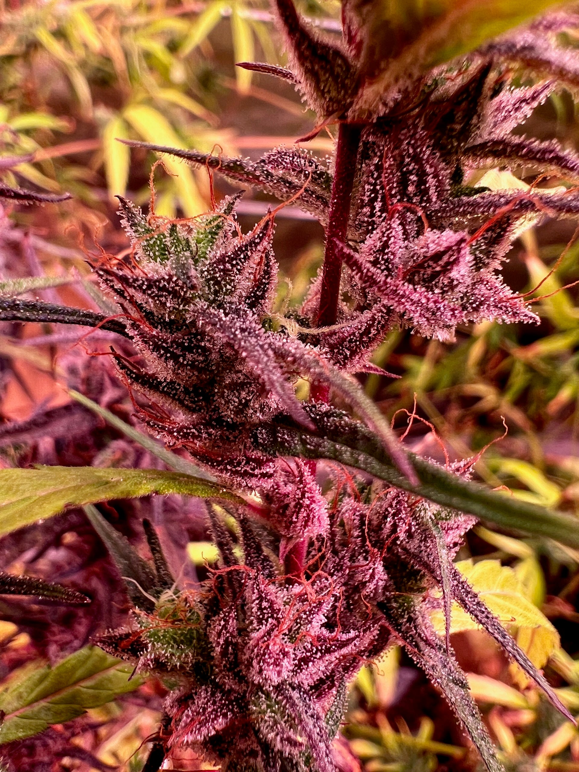 Unveiling The Mystery: H1 Gene And Purple Female Phenotypes - 8fah272