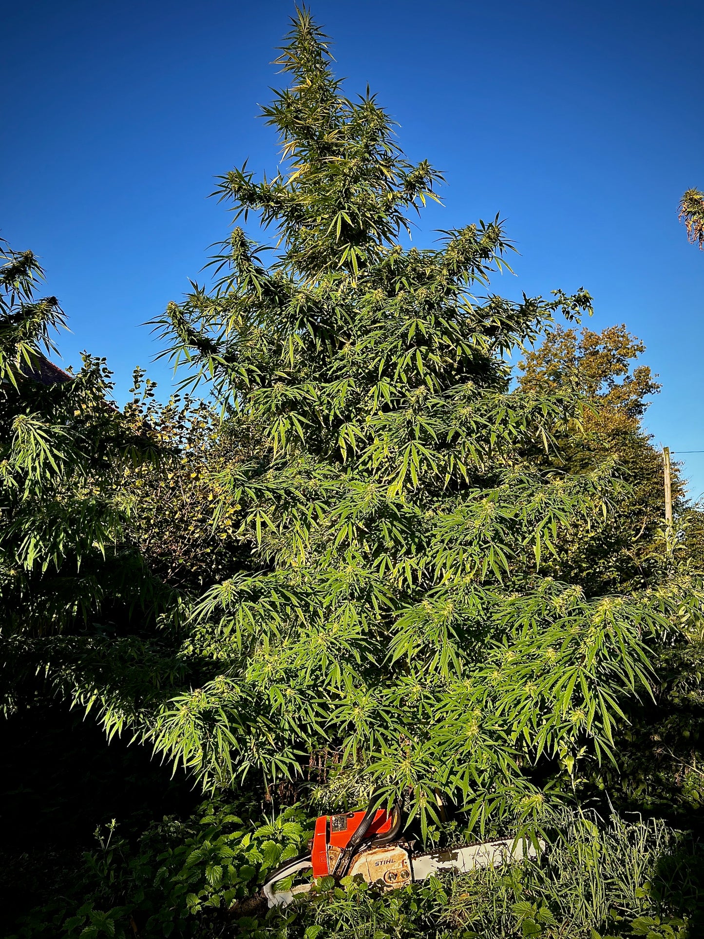 Outdoor Haze Seeds