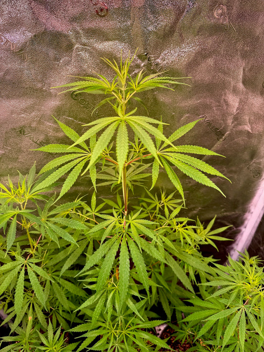 Acapulco Gold