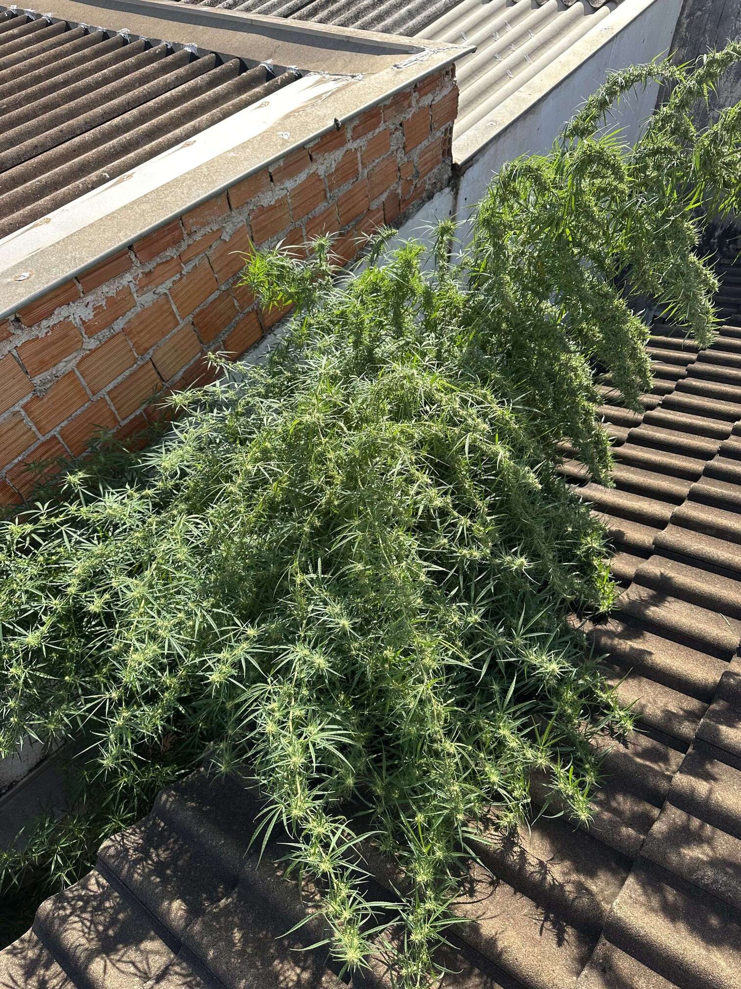 Thai Stick 70'