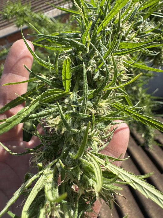 Landrace
